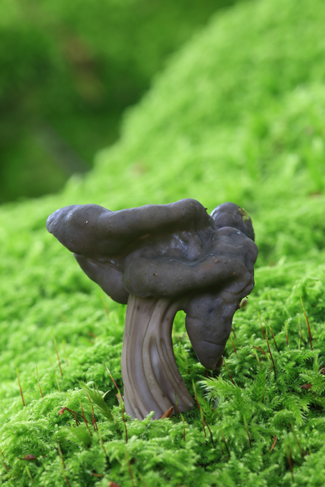 id